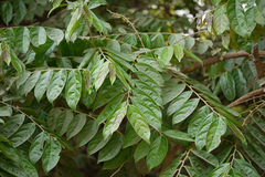 Glochidion velutinum